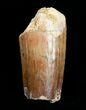Bargain Spinosaurus Tooth - / inches #4476-1